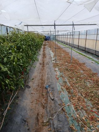 두릅나무16138님의 고추 · 영농일지 작성글 사진