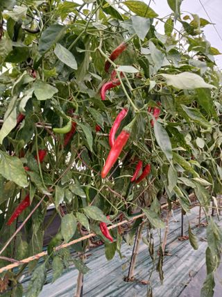 두릅나무16138님의 고추 · 영농일지 작성글 사진