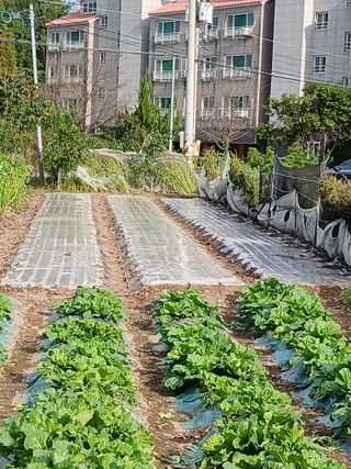 두릅나무16138님의 고추 · 영농일지 작성글 사진