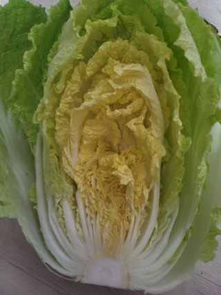 제원님의 배추 · 수확 작성글 사진