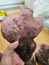 팜모닝 · 게시글 이미지