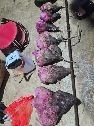 공심채님의 작성글 사진