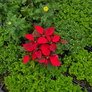 진도견나라진도개강아님의 우리동네 가을단풍 자랑하기 · 참여글 작성글 사진