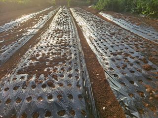 나누고싶어서님의 마늘 · 영농일지 작성글 사진