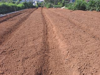 나누고싶어서님의 마늘 · 영농일지 작성글 사진