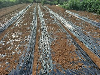 나누고싶어서님의 마늘 · 영농일지 작성글 사진