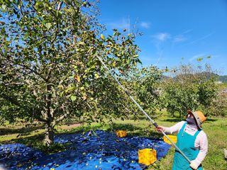 호두한형희님의 기타작물 · 영농일지 작성글 사진
