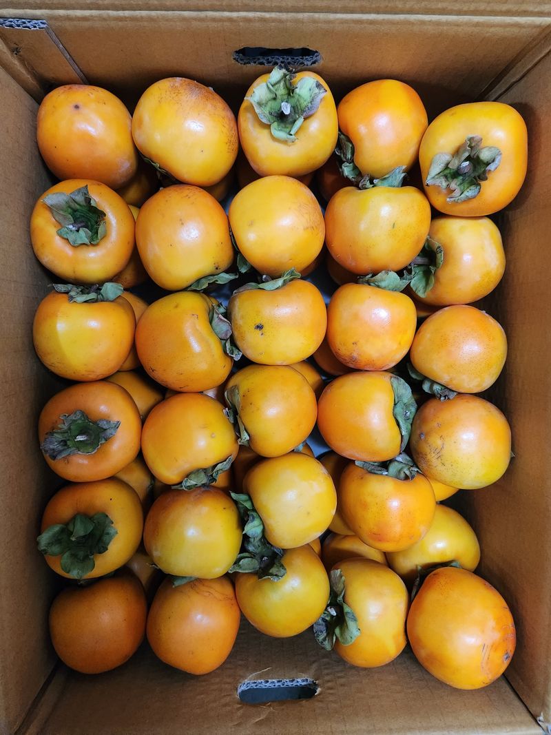 장터 상품 [단감 10kg] 썸네일