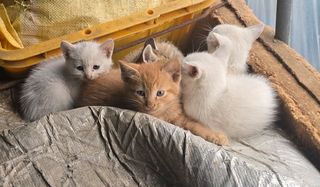 청계닭님의 자유주제 · 자유게시판 작성글 사진