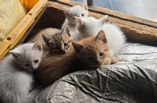 청계닭님의 자유주제 · 자유게시판 작성글 사진