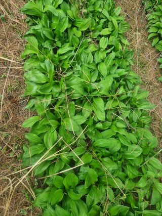 플러스밸류님의 기타작물 · 영농일지 작성글 사진