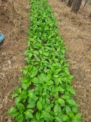 플러스밸류님의 기타작물 · 영농일지 작성글 사진