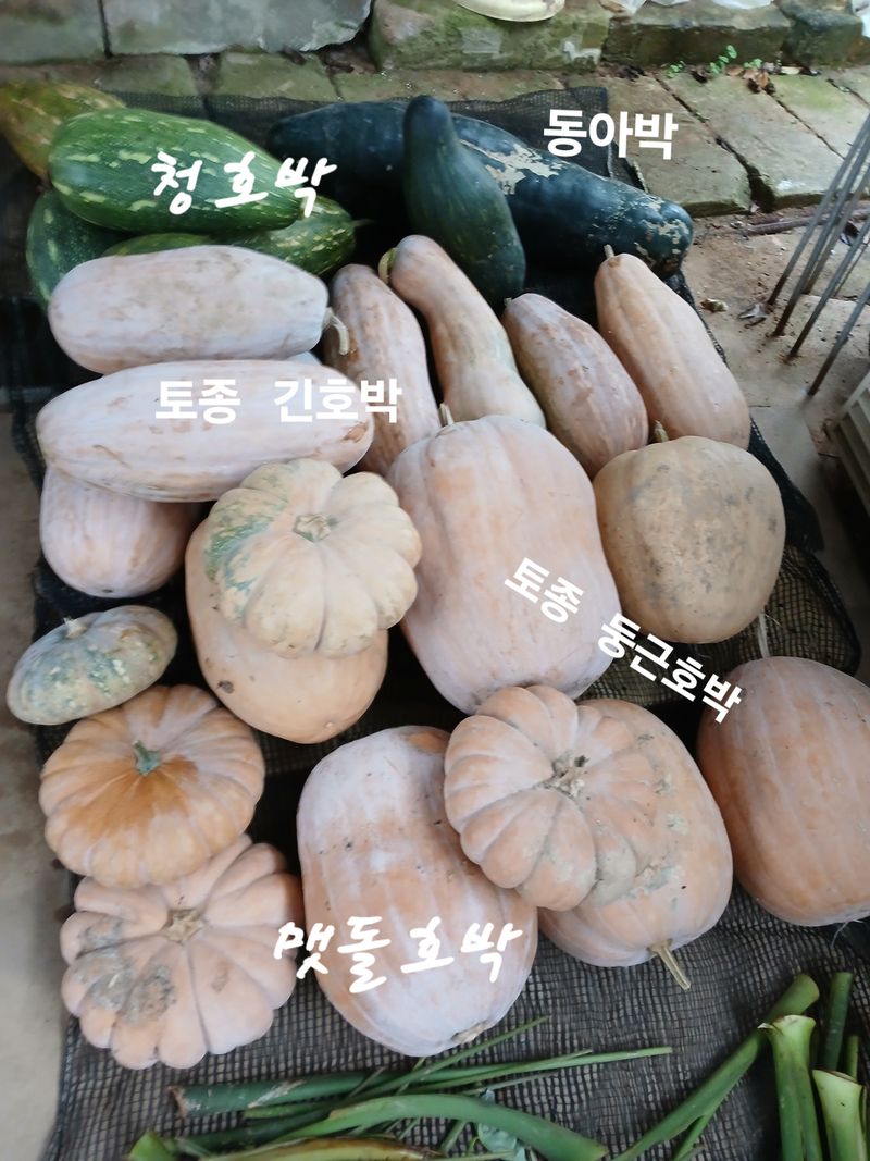 장터 상품 [늙은호박] 썸네일