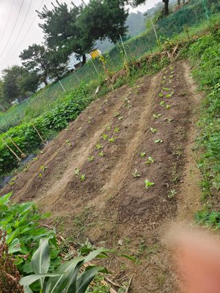 조정숙(1955)님의 배추 · 영농일지 작성글 사진