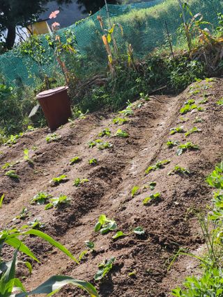 조정숙(1955)님의 배추 · 영농일지 작성글 사진