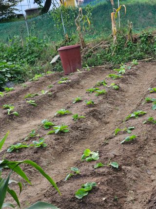 조정숙(1955)님의 배추 · 영농일지 작성글 사진