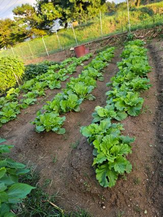 조정숙(1955)님의 배추 · 영농일지 작성글 사진