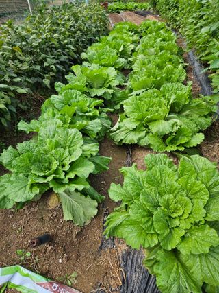 조정숙(1955)님의 배추 · 영농일지 작성글 사진