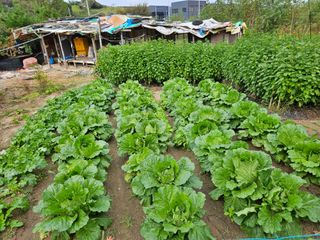 조정숙(1955)님의 배추 · 영농일지 작성글 사진