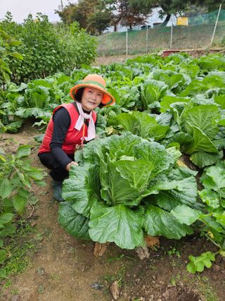 조정숙(1955)님의 배추 · 영농일지 작성글 사진