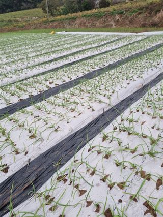 해바우님의 마늘 · 영농일지 작성글 사진