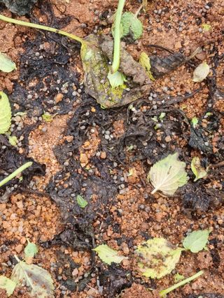 해바우님의 마늘 · 영농일지 작성글 사진