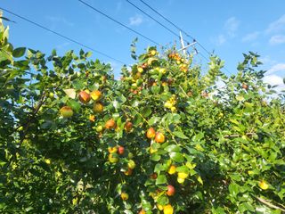김희철님의 기타작물 · 영농일지 작성글 사진