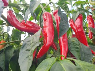 선암농군님의 자유주제 · 사진전 작성글 사진