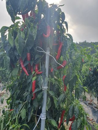 선암농군님의 자유주제 · 사진전 작성글 사진