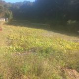 팜모닝 들깨·영농일지 게시글 이미지