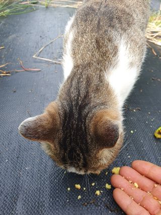 선암농군님의 고추 · 영농일지 작성글 사진