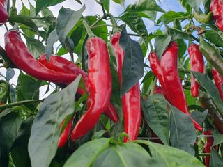 선암농군님의 고추 · 영농일지 작성글 사진