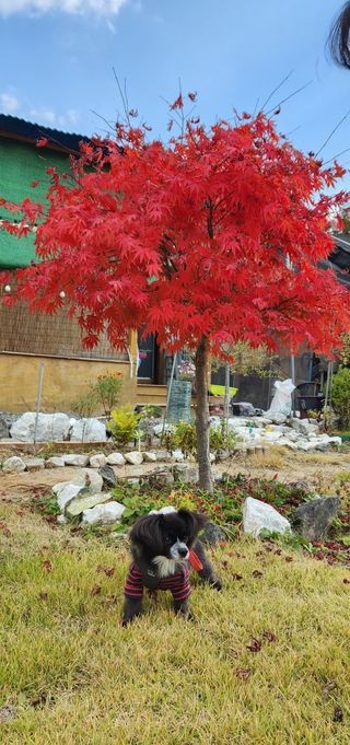 박희영님의 우리동네 가을단풍 자랑하기 · 참여글 작성글 사진