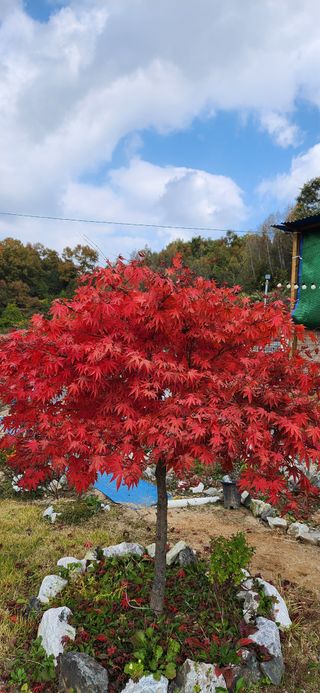 박희영님의 우리동네 가을단풍 자랑하기 · 참여글 작성글 사진