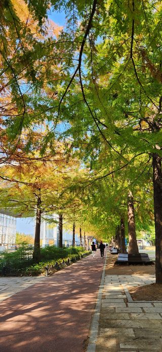 박희영님의 우리동네 가을단풍 자랑하기 · 참여글 작성글 사진