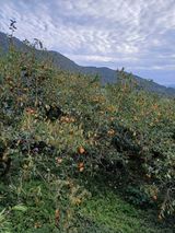 팜모닝 감·영농일지 게시글 이미지