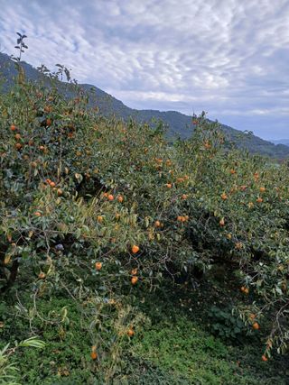 강뢰성님의 감 · 영농일지 작성글 사진