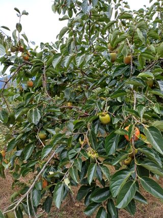 강뢰성님의 감 · 영농일지 작성글 사진