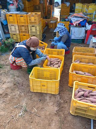 꿀고구마오수정님의 고구마 · 영농일지 작성글 사진