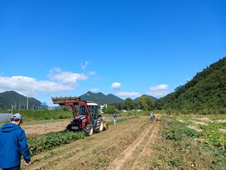 꿀고구마오수정님의 고구마 · 영농일지 작성글 사진