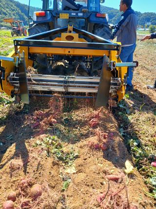꿀고구마오수정님의 고구마 · 영농일지 작성글 사진