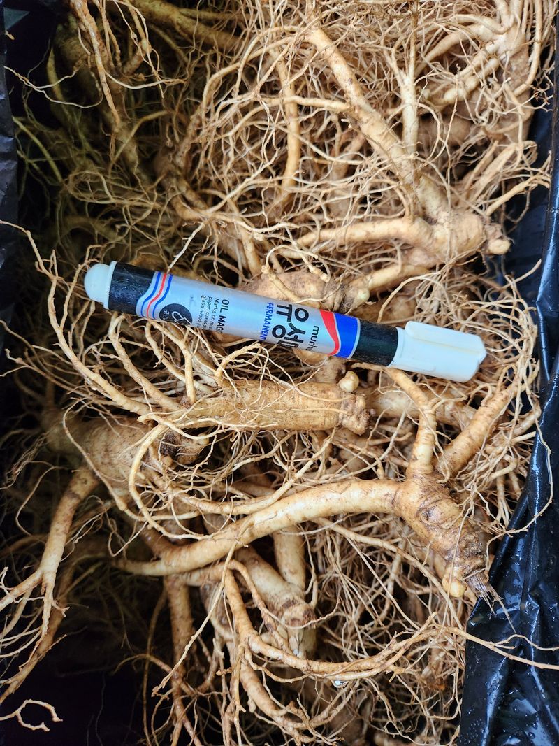 장터 상품 [인삼 1키로 ] 썸네일