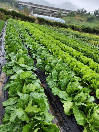 심순보님의 배추 · 영농일지 작성글 사진