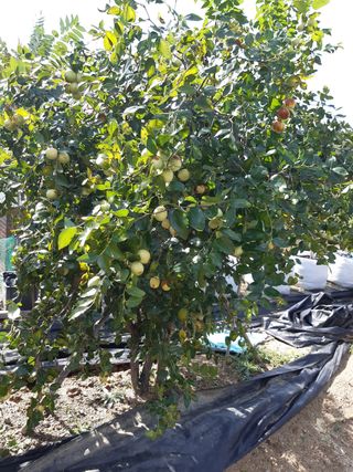 강판술님의 기타작물 · 영농일지 작성글 사진