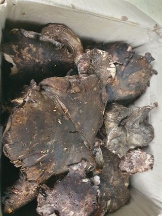 예천토종꿀벌 님의 자유주제 · 자유게시판 작성글 사진
