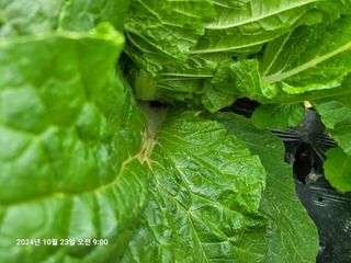 이동훈님의 배추 · 병해충상담 작성글 사진