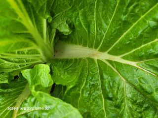 이동훈님의 배추 · 병해충상담 작성글 사진