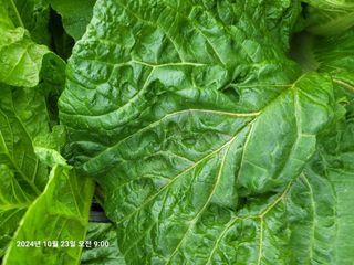 이동훈님의 배추 · 병해충상담 작성글 사진