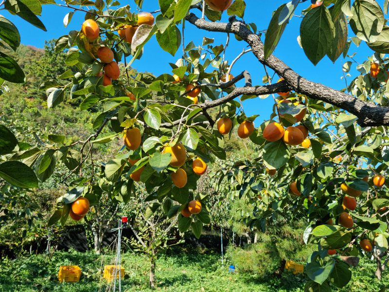 최우식님의 장터 판매 상품 [대봉감 10kg] 첨부 사진