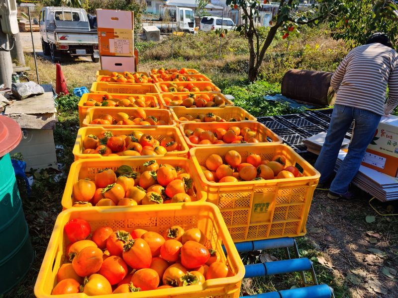 최우식님의 장터 판매 상품 [대봉감 10kg] 첨부 사진